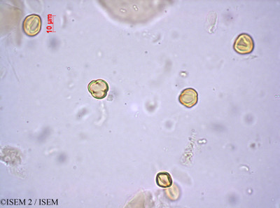 ISEM 2/Grubbia_stricta_44272/Grubbia_stricta_44272_0001(copy)_thumb.jpg